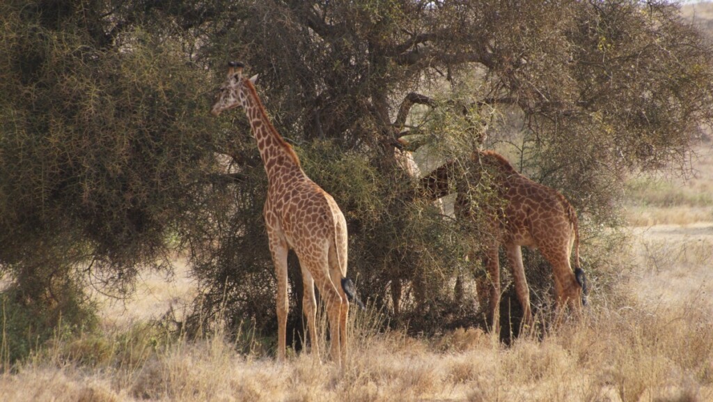 giraffen op Ndarakwai ranch