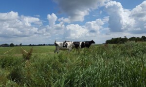 Waterlandse Poldertocht