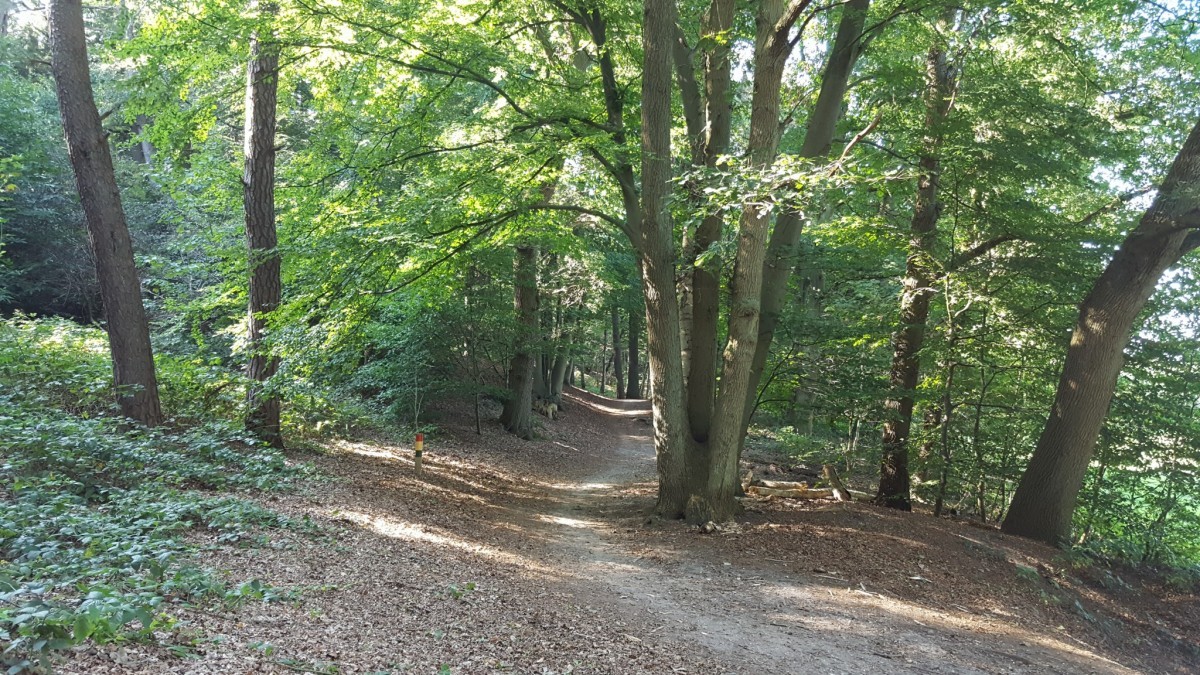 Een deel van de route door bosachtige omgeving.