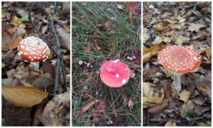 collage paddenstoelen