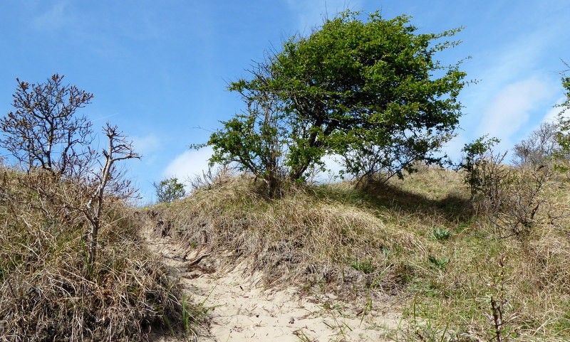 Kennemer duinen