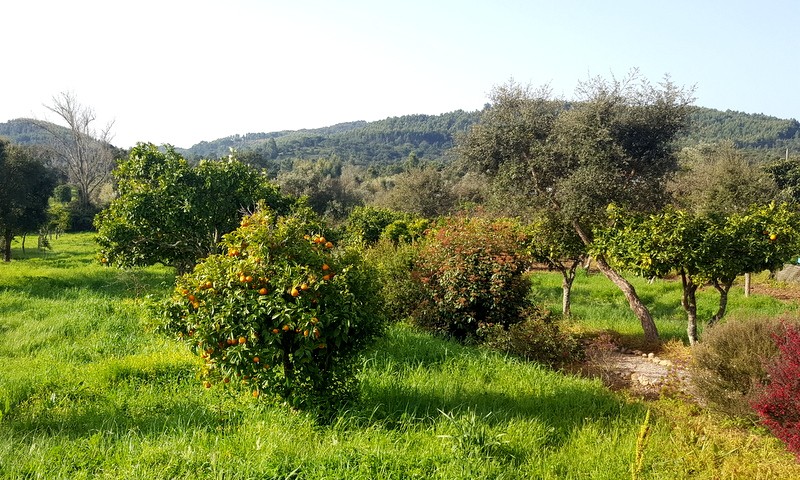 transalentejo