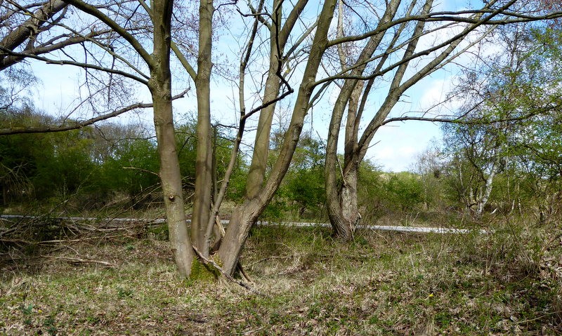 Wandelroute Duin en Kruidberg, Zandpoort