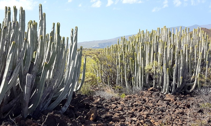 Cactussen in Malpais de Güimar