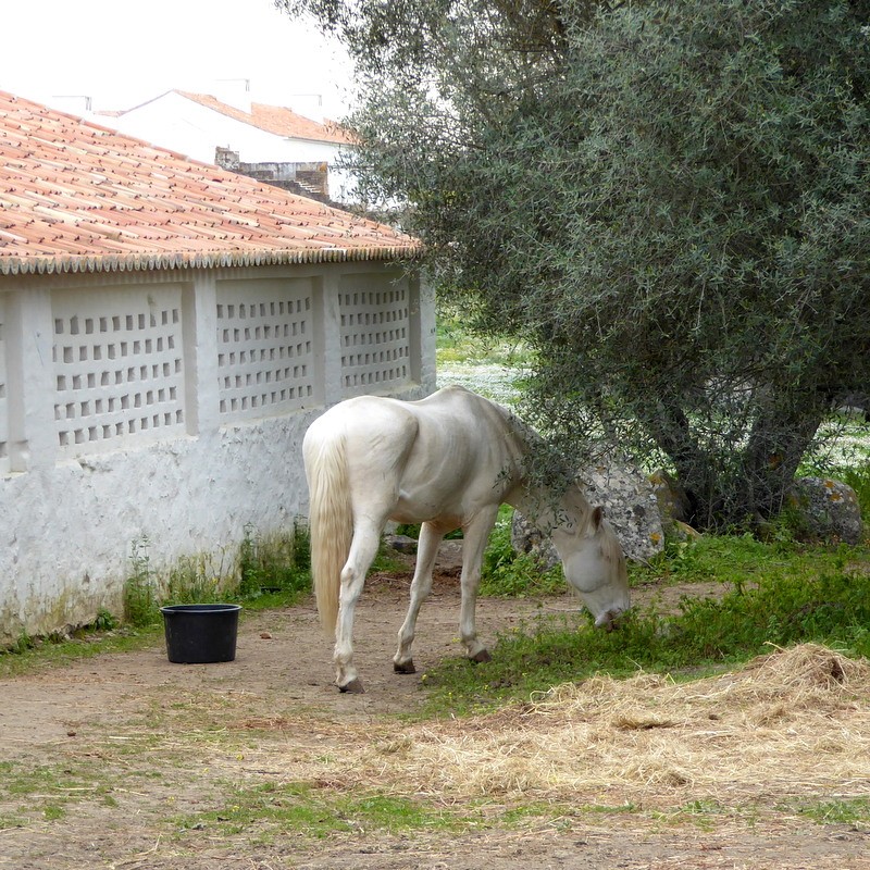 São Lourenço do Barrocal, paard in wei