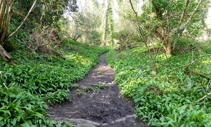 het natuurgebied Undercliffs National Nature Reserve