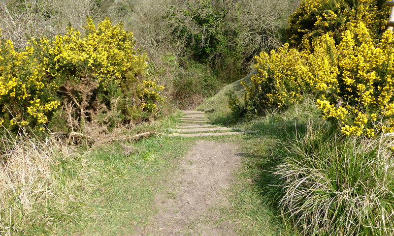 South West Coast Path. Gele Brem