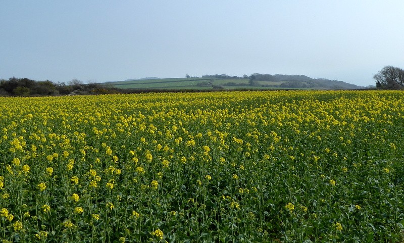Koolzaadvelden in Dorset