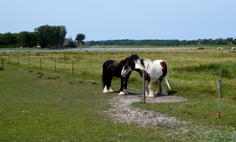 PlusWandel4daagse Alkmaar, Hollands poldelandschap