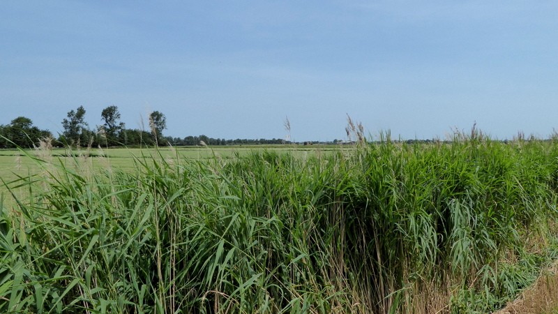 Wandel4daagse Alkmaar, Hollandse vergezichten