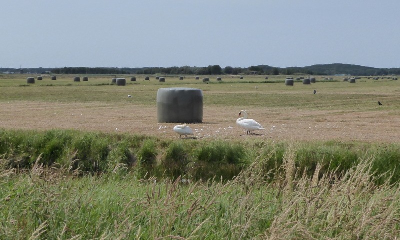 PlusWandel4daagse Alkmaar, Hollands polderlandschap met zwanen