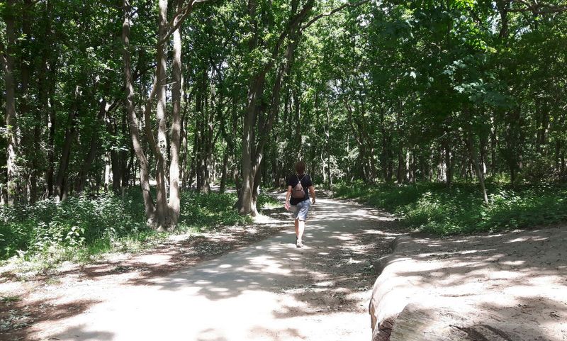 wandelen in de Kennemerduinen