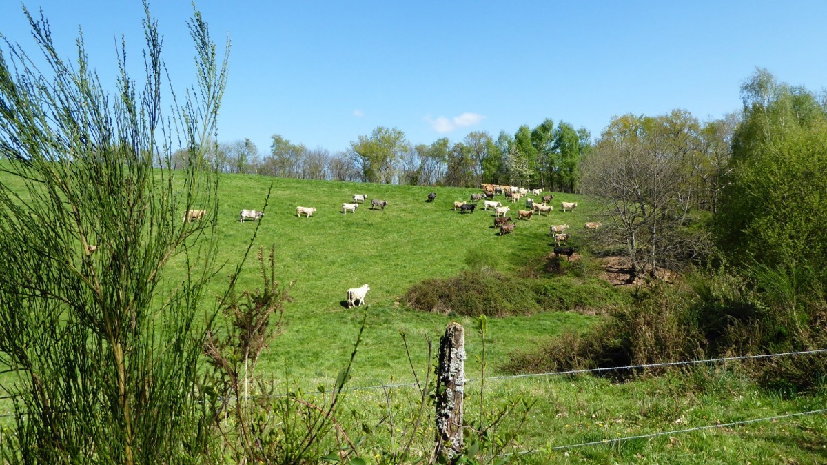 Het Franse platteland met zijn koeien
