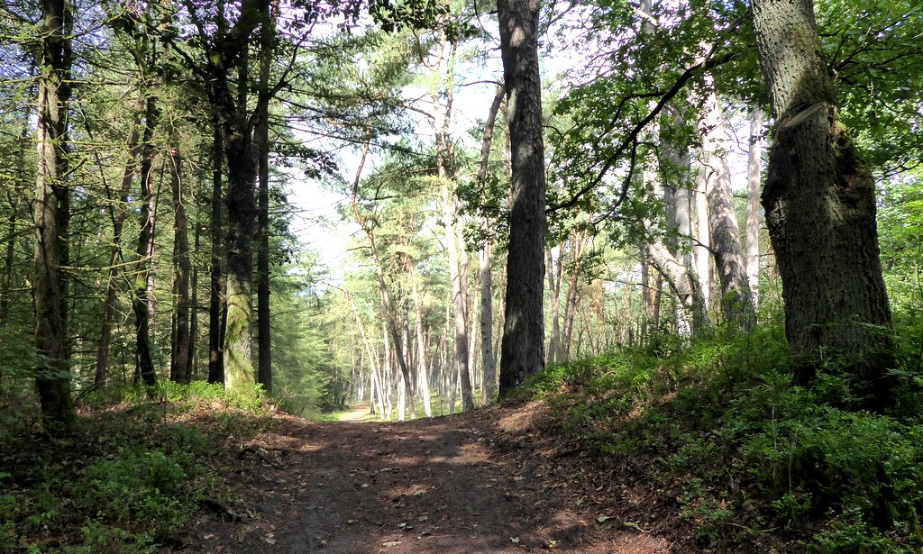 Mooie wandelpaden in Park Hoge Veluwe