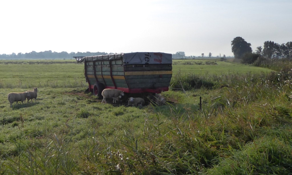 Friesland, De Friese Wouden. Schapen in de wei