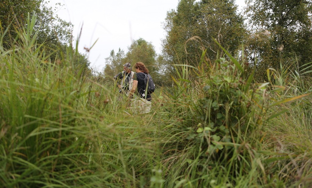 Offroad wandelen in natuurgebied Sippen-Finnen, De Friese Wouden