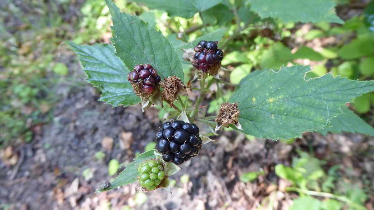 Rijpe bramen. Lanterfanten in Beetsterzwaag