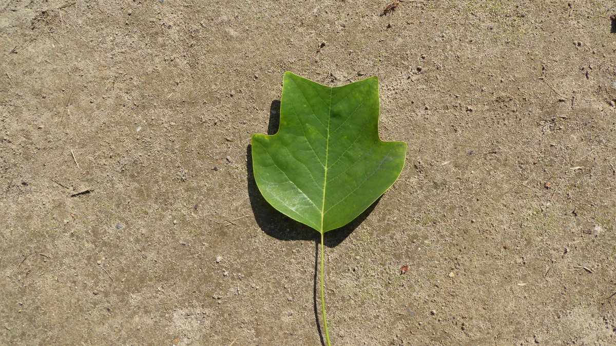 Lanterfanten in Beetsterzwaag - blad van de Tulpenboom