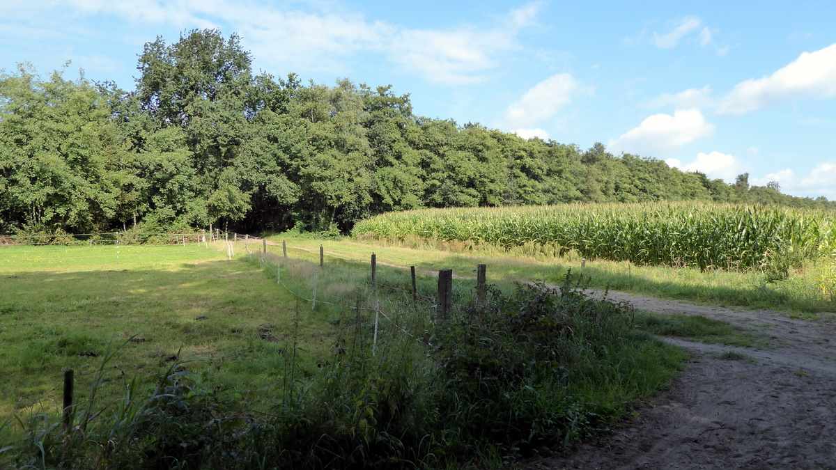 Lanterfanten in Beetsterzwaag