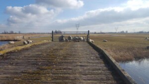 Schapen in de Eilandspolder
