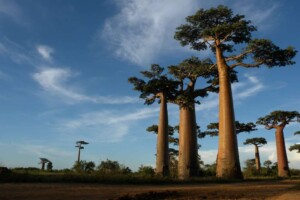 Avenue of Baobabs