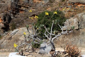 Flora Madagaskar