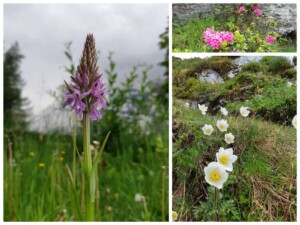 Salzburgerland - bloemen