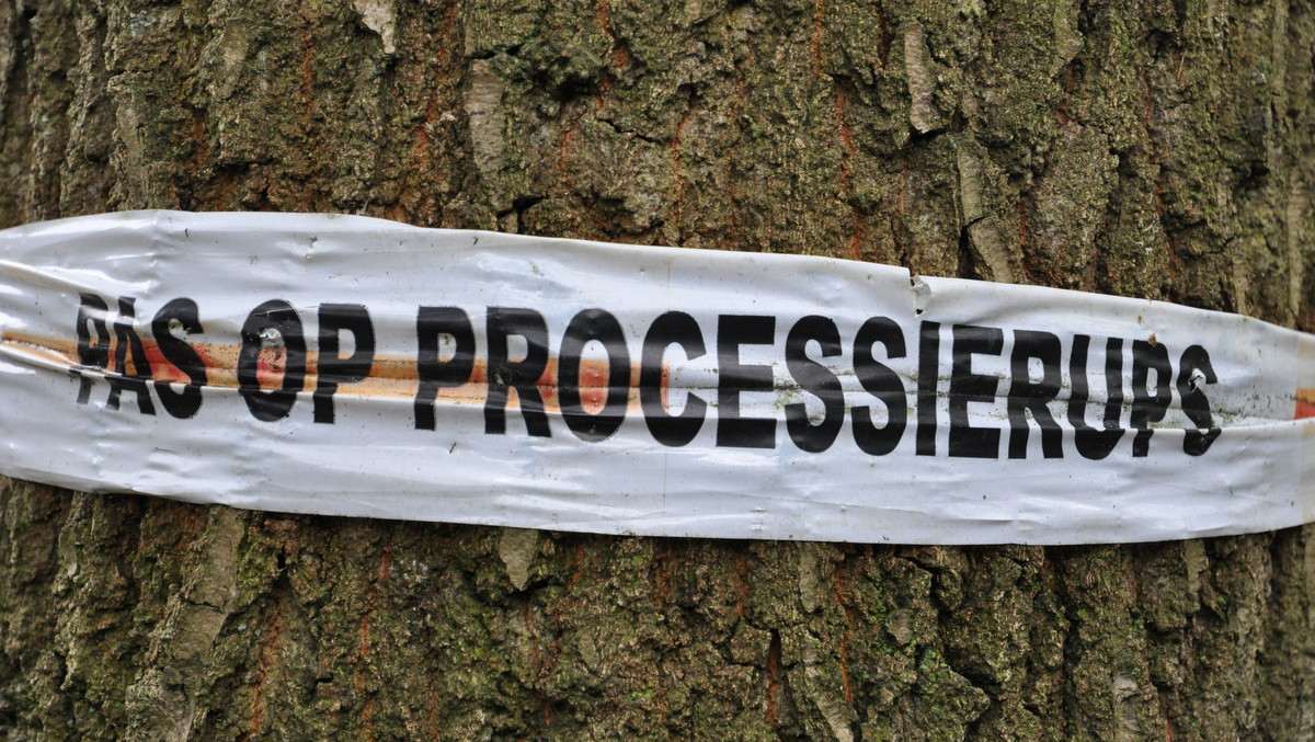 pas-op-eikenprocessierups