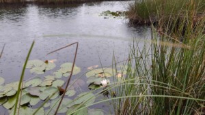 Het kootwijkerven - waterlelies