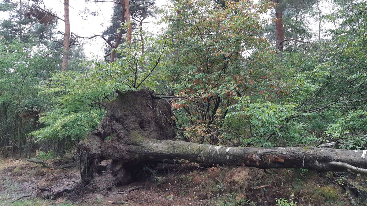 Boswachterswandeling - omgevallen boom