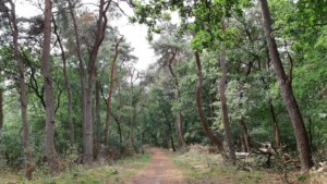 Boswachterwandeling Kootwijk - bospad