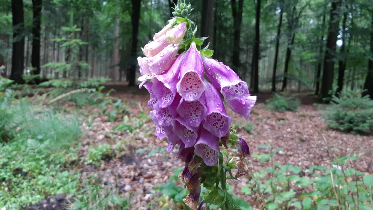 vingerhoedskruid - paarse bloem in het bos