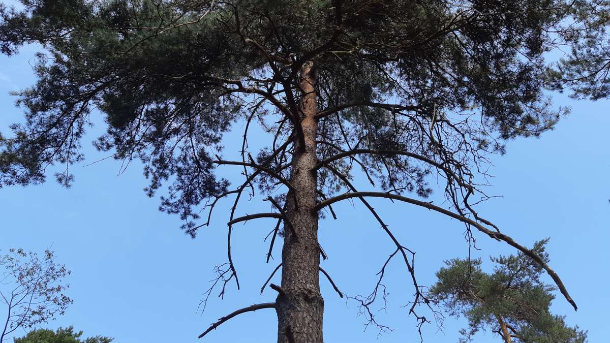 Denneboom - blauwe luch