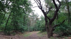 Boswachterpaden - Veluwe