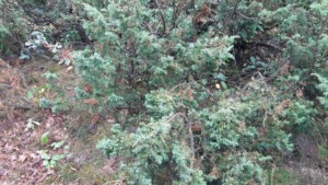 Boswachterspaden - jeneverbesstruik