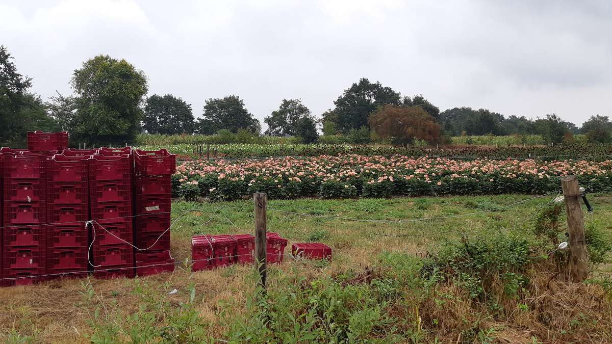 Christoffelpad - Bloemen voor de bloemncorso's - Dahlia's