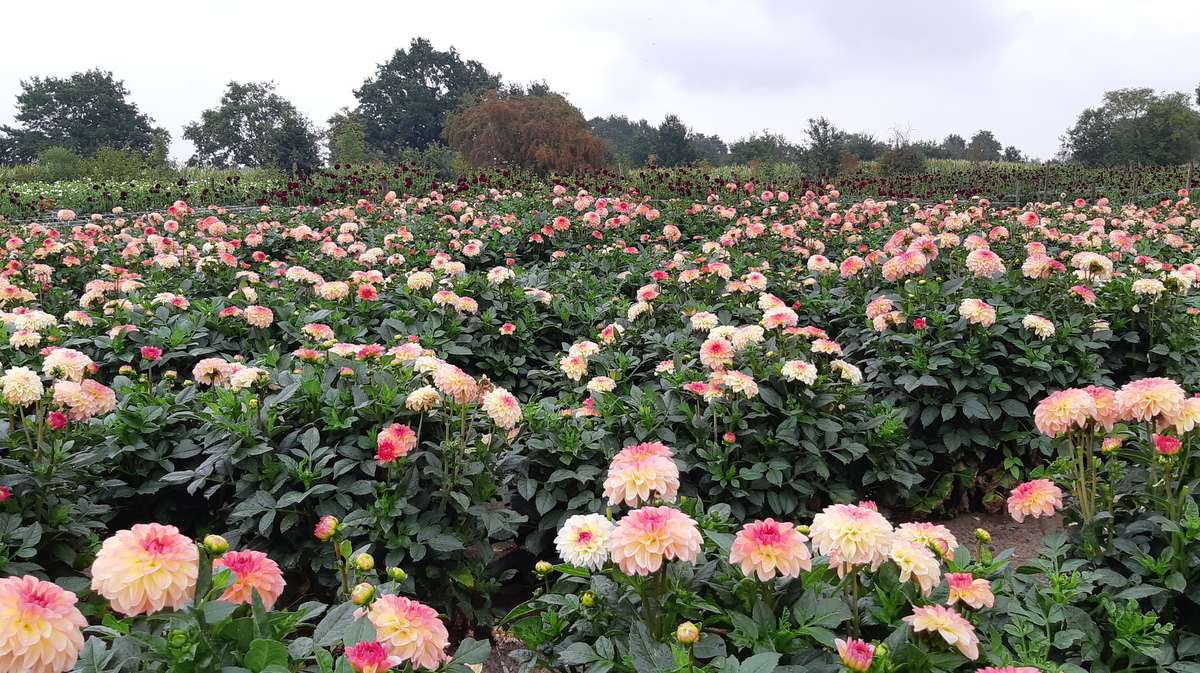 Christoffelpad - Bloemen voor de bloemncorso's - Dahlia's