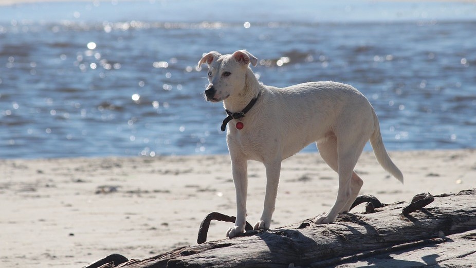Hond op strand, foto by Pixabay