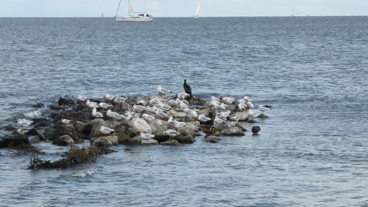 Koopmanspolder - Ijsselmeer - Medemblik