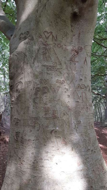 boomschors snijden - boomgraffiti