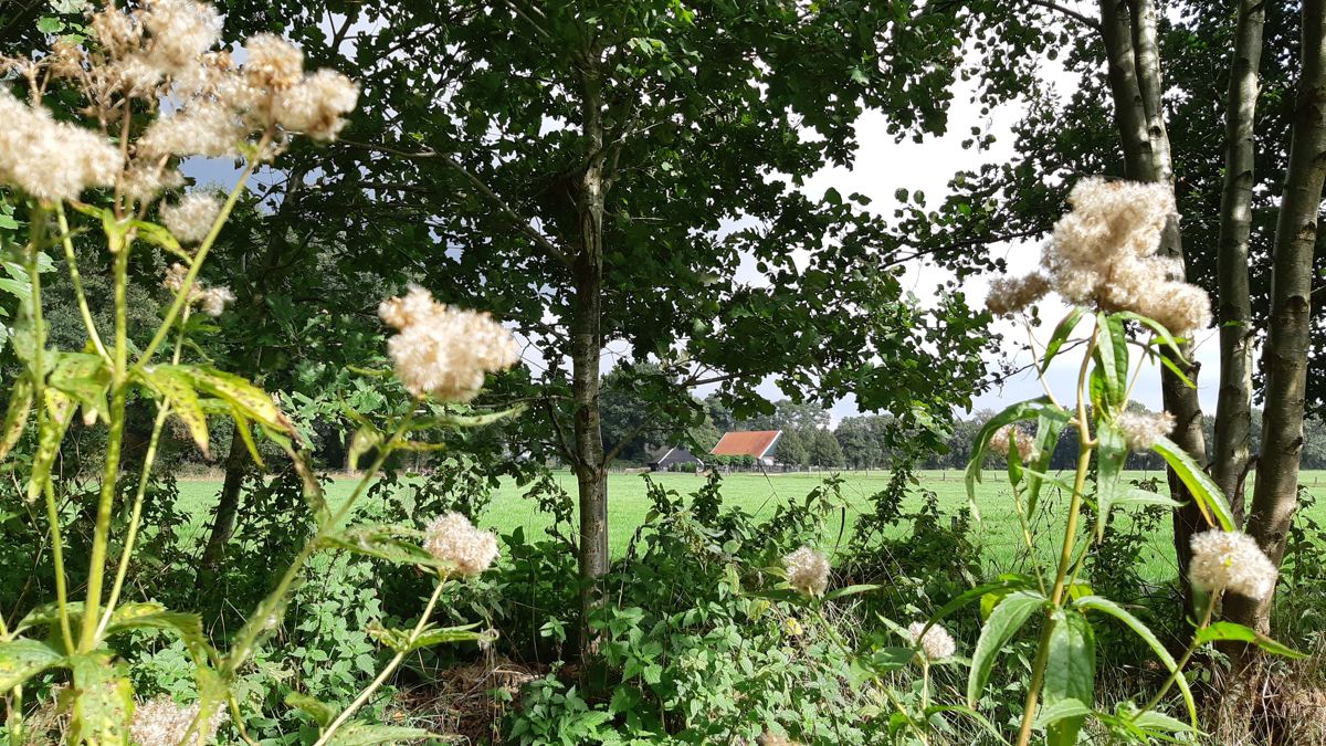 Hof Espelo - boeren plaatsen