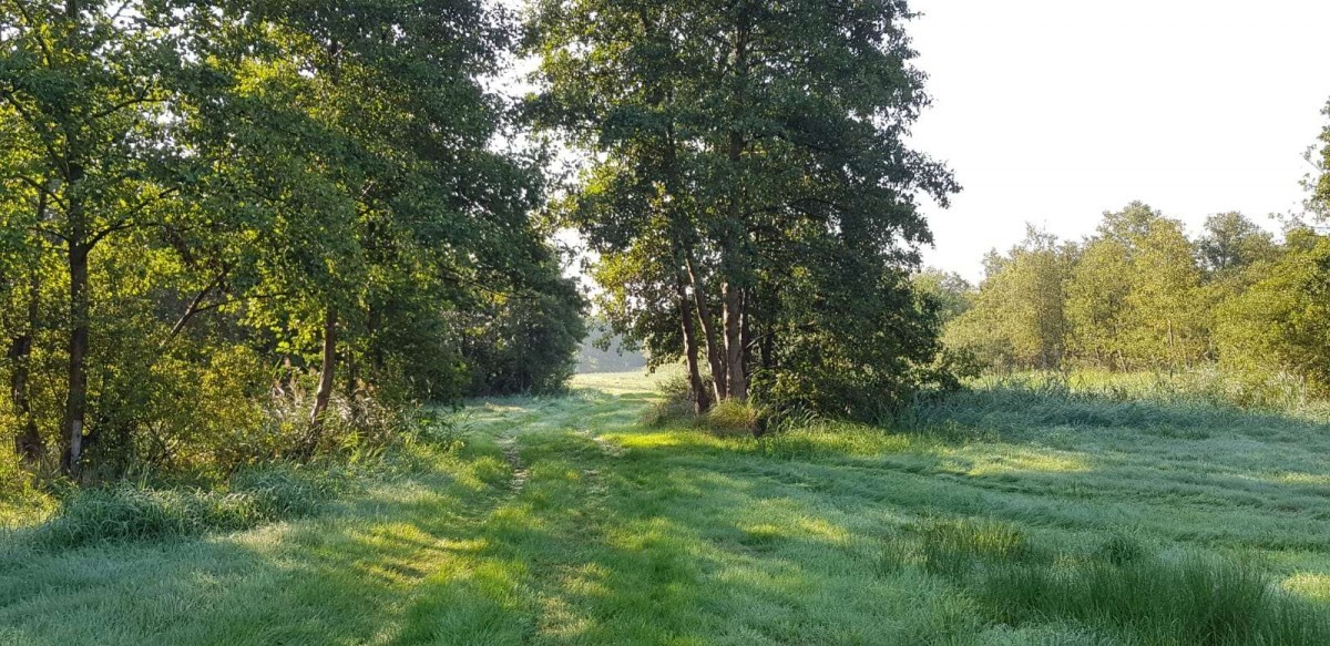 Weerribben-Wieden wandel3Daagse 