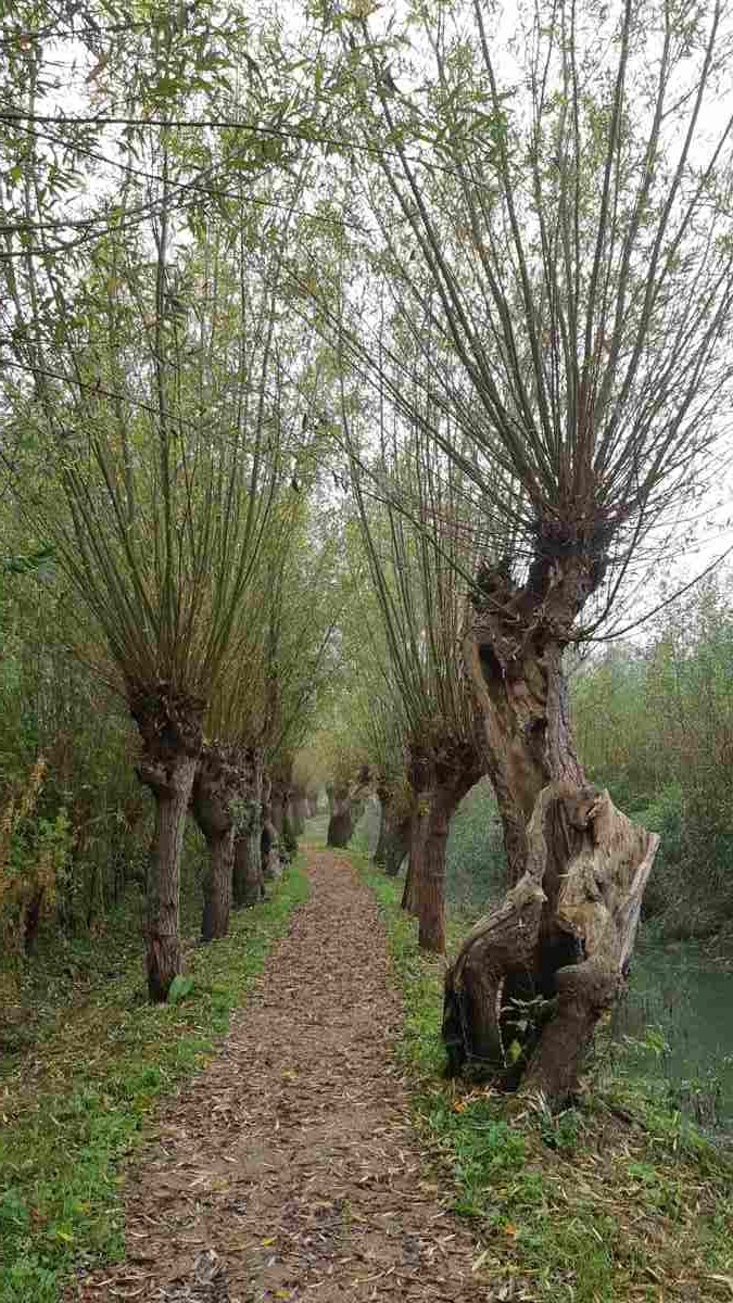 Ontdek IJsselmonde - Rhoonse Grienden