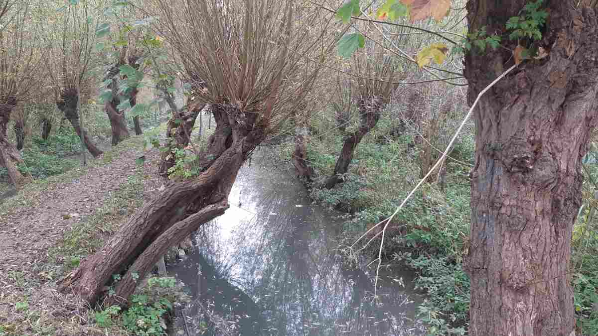 Ontdek IJsselmonde - Rhoonse Grienden