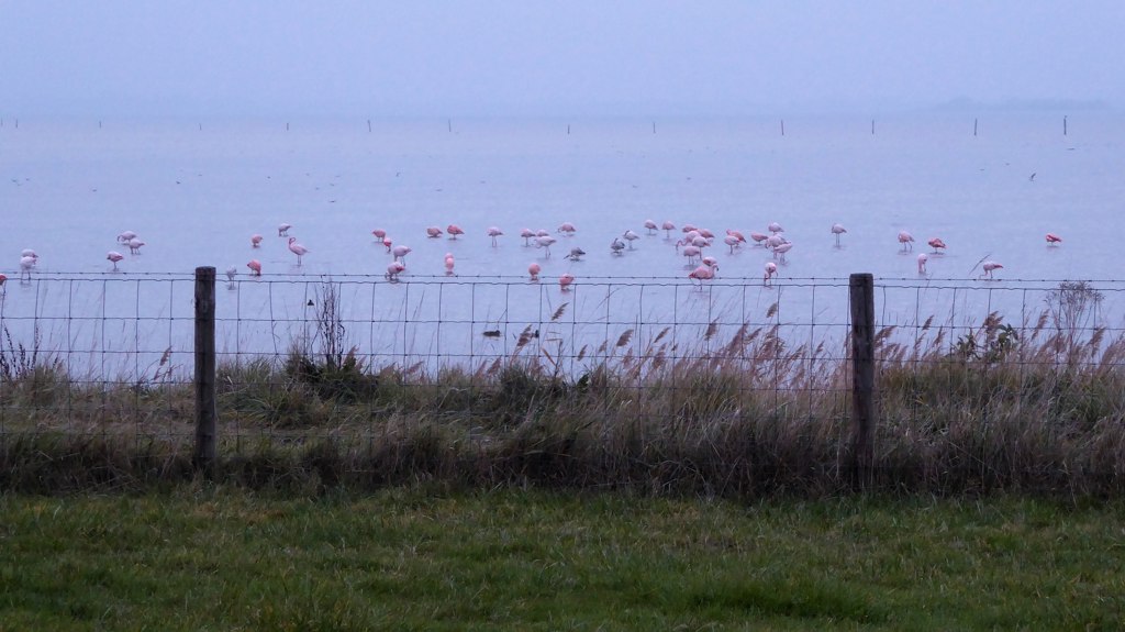 Flamingo's in Nederland - Grevelingenmeer