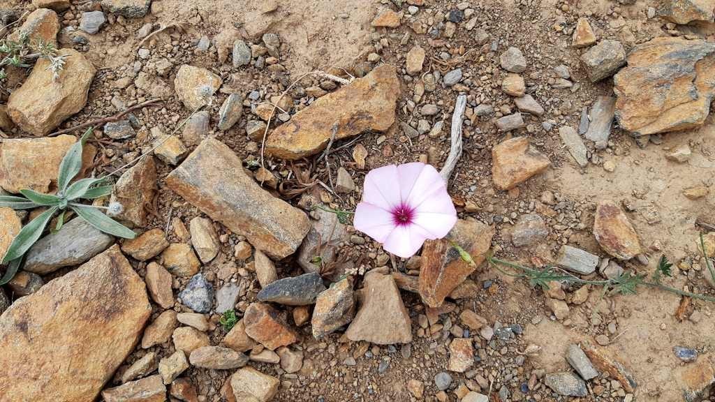 Roze bloem tussen de stenen