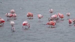 Flamingo's in Nederland - Grevelingenmeer - close