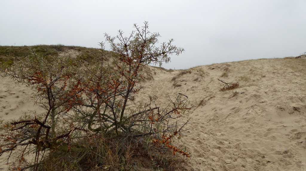 Wandelen op Schouwen-Duiveland