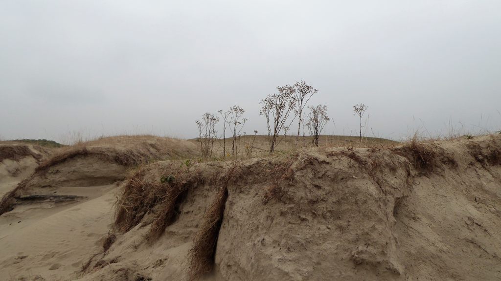 Duinen op de Kop van Schouwen