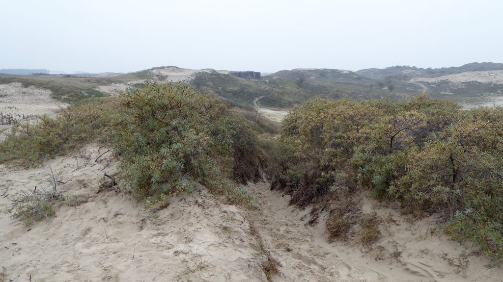 De meeuwenduinen wandeling